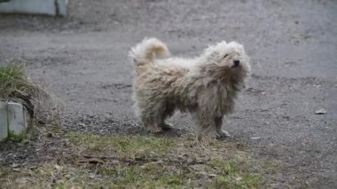Köyde güçlü bir rüzgar eserken pis bir bahçe köpeği havlar. Çerçeve sallanıyor, köpeğin paltosu rüzgarda şişiyor.