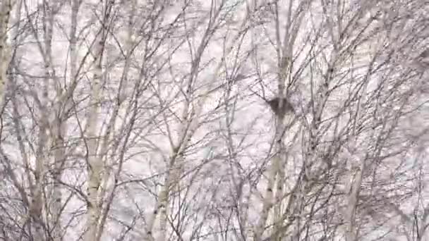 Άνεμος Ταλαντεύει Δέντρα Ένα Από Οποία Έχει Φωλιά Πουλιού Συννεφιασμένη — Αρχείο Βίντεο