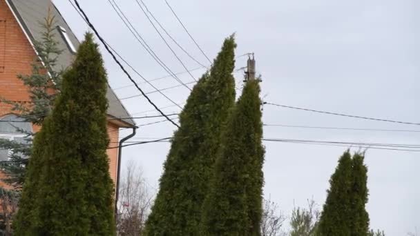 Wind Schudt Bomen Waarvan Één Elektriciteitsleiding Raakt Een Moment Voor — Stockvideo