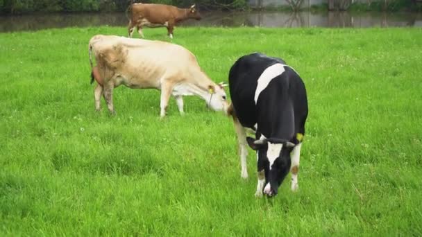 Різнокольорові Домашні Корови Випасаються Зеленому Лузі Їдять Траву Крупним Планом — стокове відео