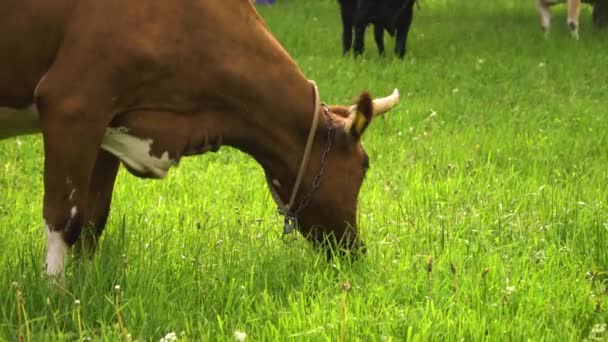 Bruin Huisdier Koe Kauwt Gras Het Gazon Tijdens Het Pissen — Stockvideo