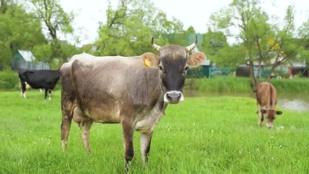 小さな村の牛の放牧概要 — ストック動画