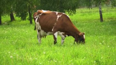 Kahverengi ve beyaz inek yeşil bir çayırda otlar ve ot yer.