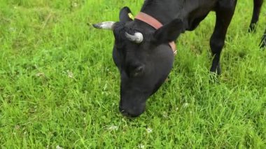 İnek çayırda ot yer.