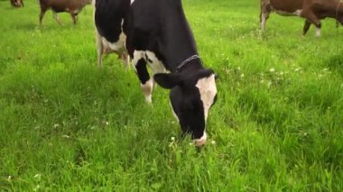 Sıcak ve nemli bir günde çeşitli evcil ineklerin otladığı çayırların genel görünümü