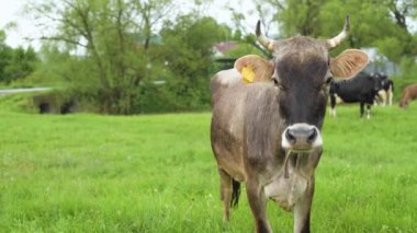 Gri inek doğrudan kameraya bakıyor.