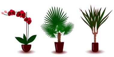 Üç kapalı houseplants set: palmiye ağacı, dracaena, kahverengi kil tencere orkide. Ev dekorasyonu iç için öğeler. Beyaz arka plan üzerinde Botanik çiçek düz stil vektör illüstrasyon