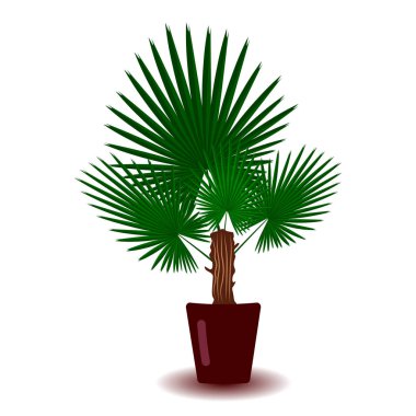 Kahverengi kil tencerede Palmiye ağacı kapalı houseplant. Ev dekorasyonu iç için eleman. Beyaz arka plan üzerinde Botanik çiçek düz stil vektör illüstrasyon
