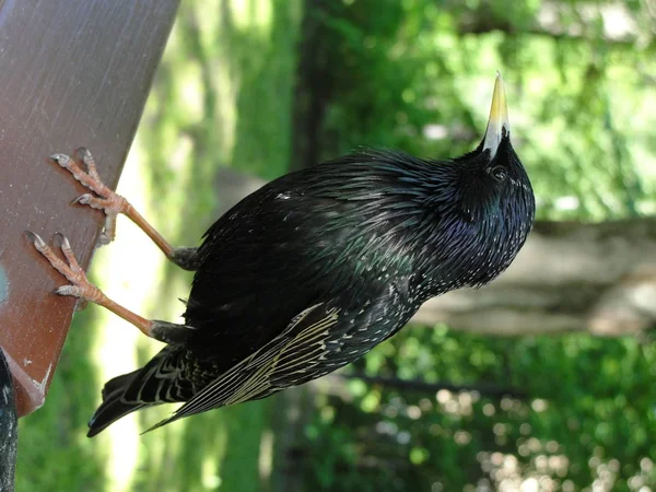 Gewone Spreeuw Sturnus Vulgaris Europese Spreeuw Middelgrote Zangvogel Sturnidae Zwarte — Stockfoto