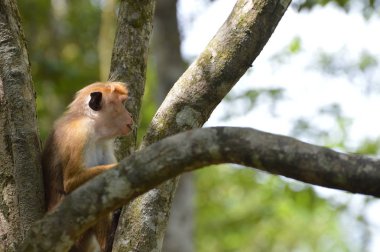 Maymun Sri Lanka'da Yala safari bir ağaç üzerinde oturup