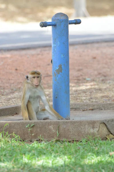 Mono Está Buscando Agua — Foto de Stock