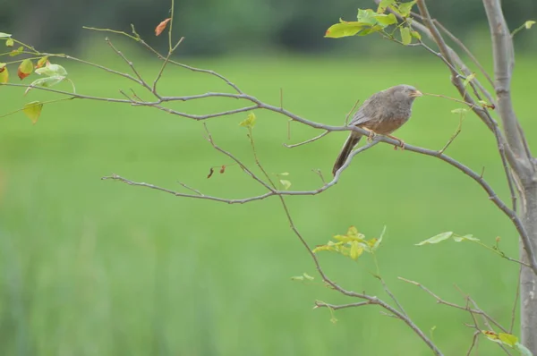 Ptak Spotted Dove Siedzi Drzewie — Zdjęcie stockowe