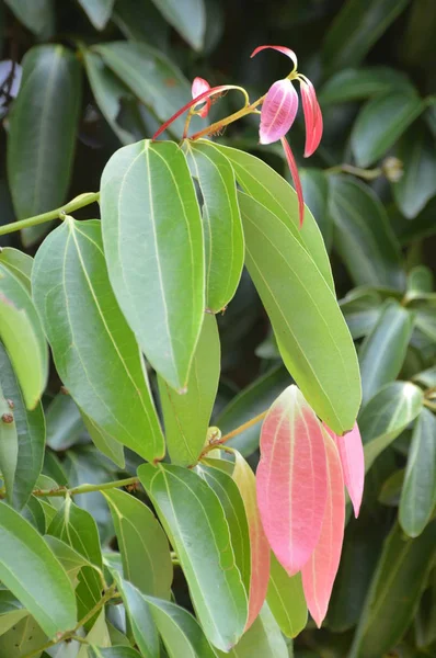 Kaneel Blaadjes Een Kaneel Boom — Stockfoto