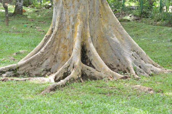 Wurzel Eines Baumes Einem Park — Stockfoto