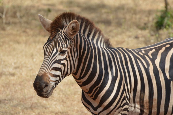 Zebra is relaxing in national park