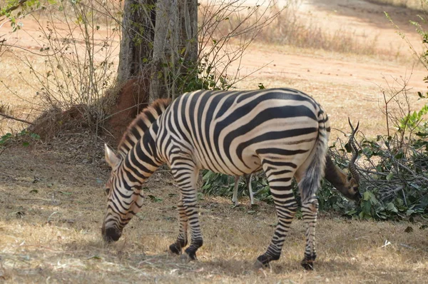 Zebra Está Relaxando Parque Nacional — Fotografia de Stock