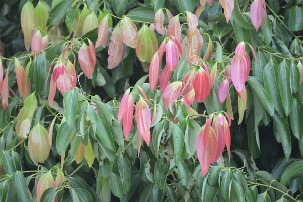 Kaneelbladeren Van Een Kaneelboom — Stockfoto