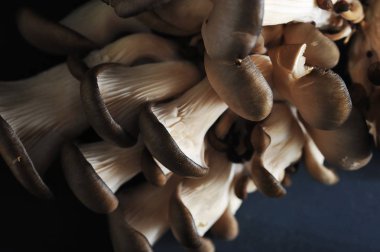 İstiridye mantarı, yararlı ve lezzetli bir yemek olarak kabul edilen Çin ve Japonya'da antik çağlardan beri bilinmektedir. Close. Yukarıdan görüntüleyin. Makro fotoğrafçılık.