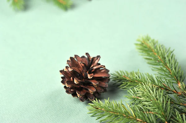 Spruce Branch Cone Light Background Free Space Text Close — Stock Photo, Image