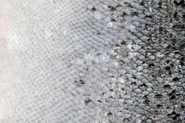Çerçeve büyüklüğünde taze balık bir deri. Gri-gümüş rengipürüzsüz ve parlak ölçekler. Yukarıdan görüntüleyin. Close. Makro fotoğrafçılık.