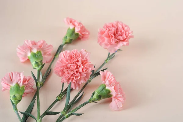 Pink Carnation Flowers Pink Background Close View Concept Congratulations Holiday — Stock Photo, Image