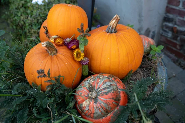 Autumn festival with pumpkin harvest on a farm