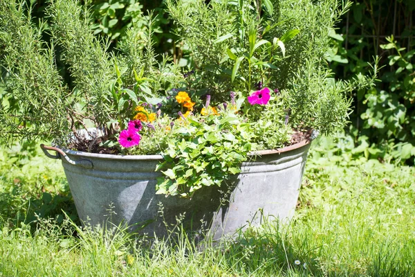 Blumenbeet Einem Alten Zinkbottich Stockfoto