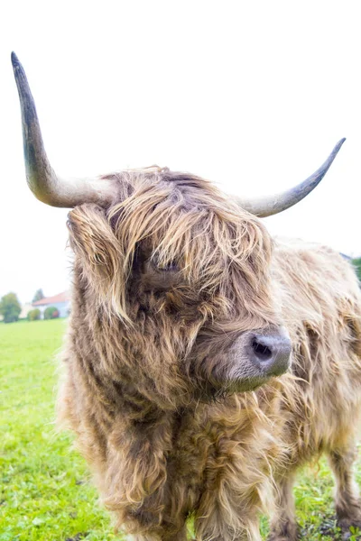 beautiful highland cattle with impressive horns