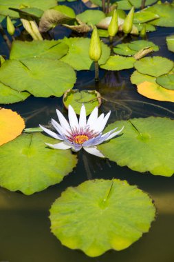 Gölette çiçek açan su bitkileri