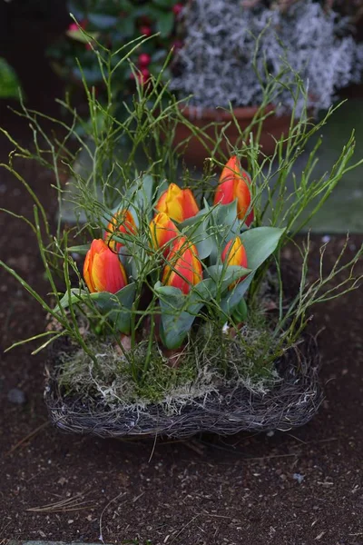 Tazón Pequeño Tulipanes —  Fotos de Stock