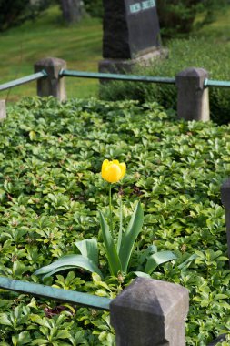 Yeşil arka planda yalnız sarı lale