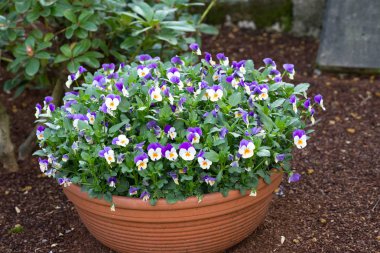 Büyük bir kase nonoş.