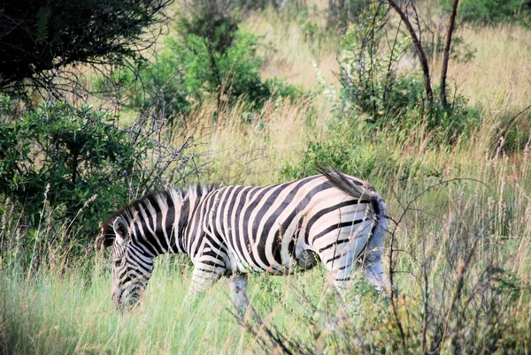 Uma Zebra Vagueia Pela Grama — Fotografia de Stock