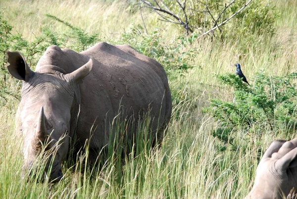 Ein Nashorn Hohen Gras — Stockfoto