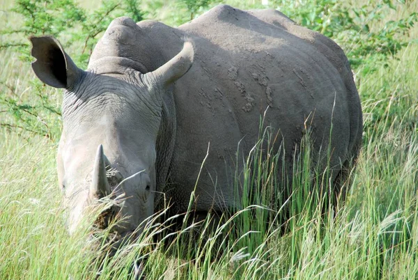 Ein Nashorn Hohen Gras — Stockfoto