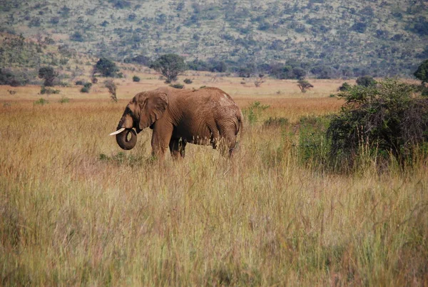 Éléphants Sauvages Sur Safari — Photo