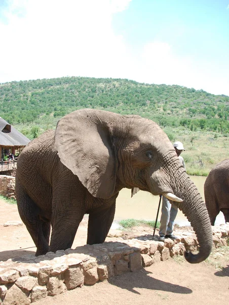 Elefantenpark Mit Tierfütterung — Stockfoto