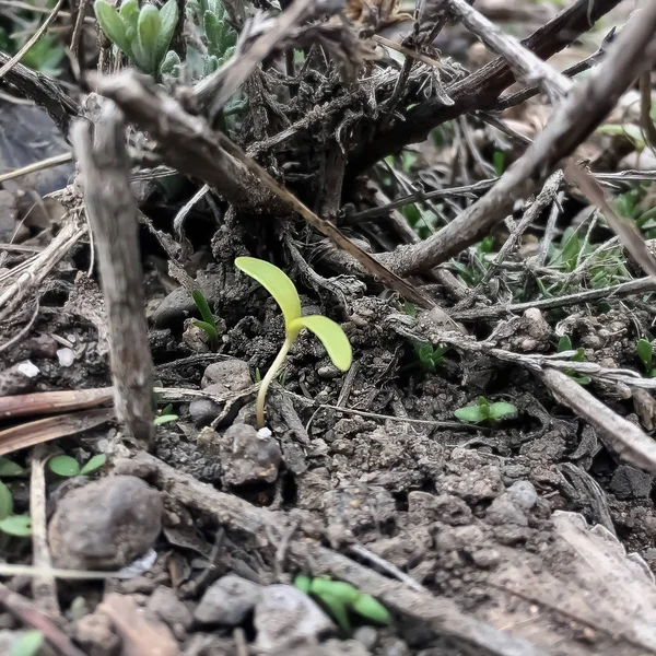 tek bir filiz, başka bir şey gösteriş.