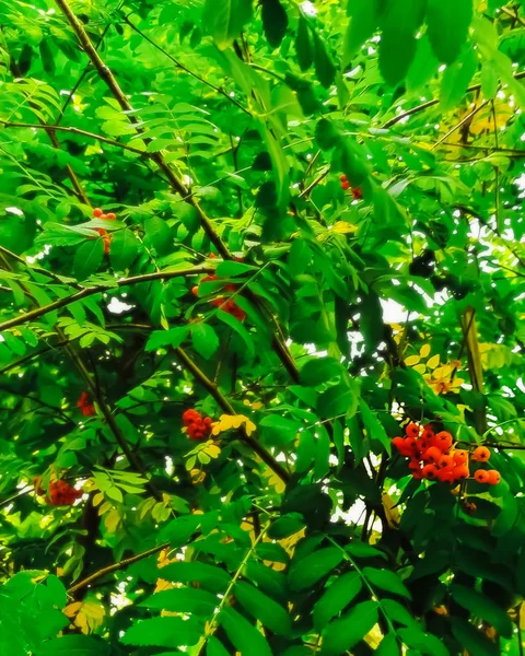 yabani meyveler, ağaç dallarında büyüyen.