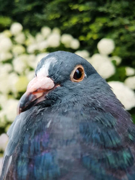 Pigeon head close up