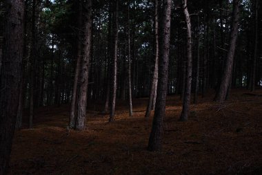 Bergerbos, Bergen Noord-Holland 'da çam ağaçları