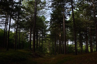 Bergerbos, Bergen Noord-Holland 'da uzun çam ağaçları