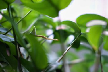 Bir Rhaphidophora Tetrasperma ya da Monstera Minimal House bitkisinin hava kökünü kapat