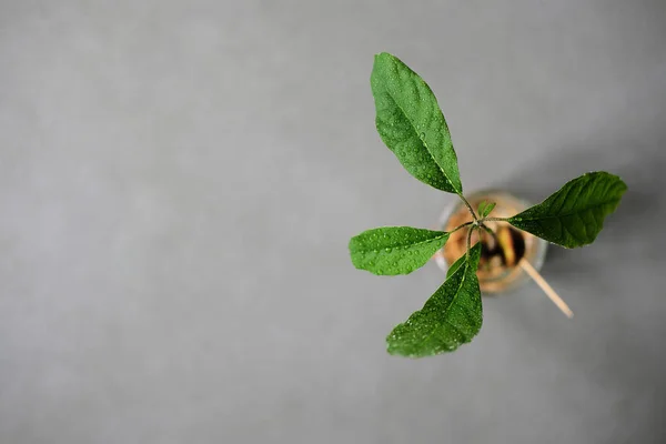 Avocado plant seed sprouting in a jar with water growing bright green leaves photographed from above