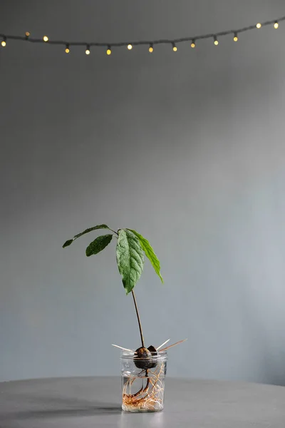 Avocado plant seed sprouting in a jar with water growing bright green leaves from the front with negative space