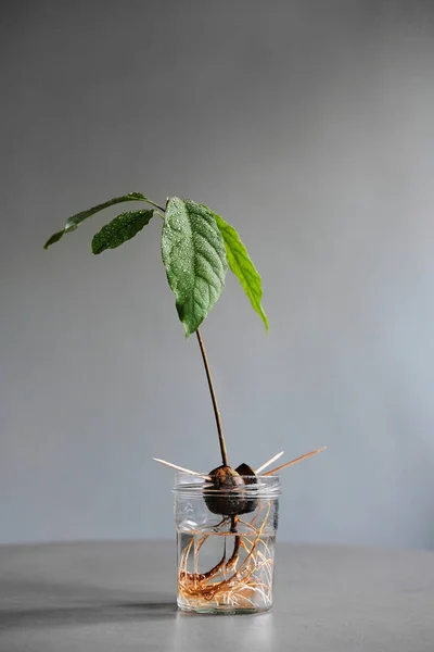 Avocado plant seed sprouting in a jar with water growing bright green leaves from the front with negative space