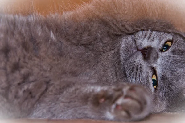 Cat lying on his side, the cat in full screen portrait