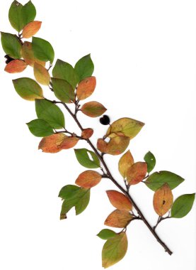 Sonbahar ormanı. Yaprak böğürtlen çalısı. Yüksek kalite.