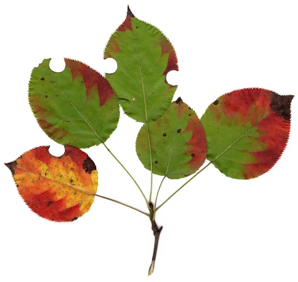 Jesienny Las Liść Osiki Wysoka Jakość — Zdjęcie stockowe
