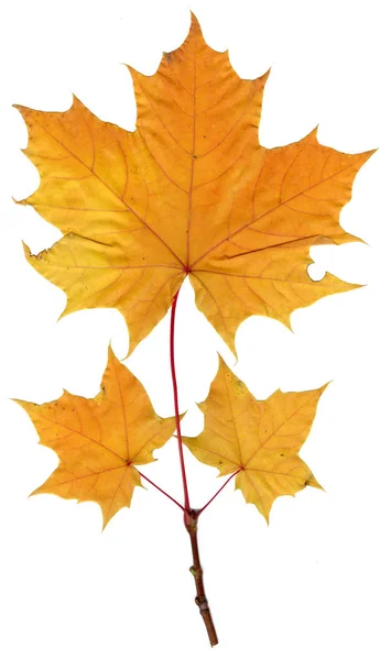 Jesienny Las Liść Klonu Wysoka Jakość — Zdjęcie stockowe
